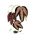 Passiflora Trifasciata Leaves
