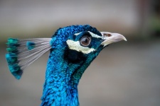 Blue Peacock, Grouse Bird