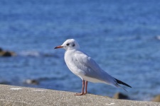 Little Seagull