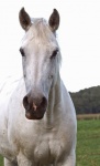 Horse White Animal Photography