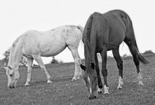 Horses Pasture Animal Photography