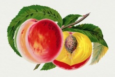 Peaches Fruits Vintage Art