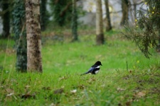 Magpie Hopping In The Meadow