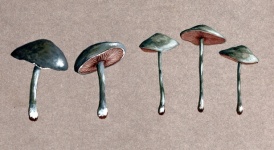 Mushrooms Champions Toadstools Art