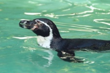 Penguin Swims In The Water