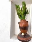 Plant In A Pot In Greece