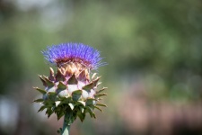 Plant, Cardoon, Purple Flower