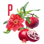 Pomegranate Collage