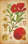 Pomegranate Fruit Vintage Poster