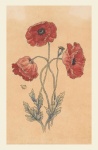 Poppies Japanese Vintage Art