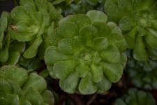 Rain Soaked Succulent Plant