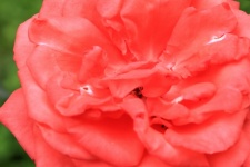 Red Rose Flower, Blurred Green
