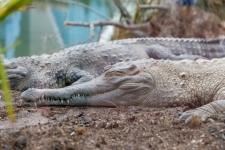 Resting Crocodile