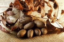 Ripe Pecan Nuts And Dry Leaves