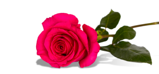 Red Rose, Flower, Png