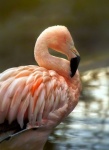 Pink Flamingo Bird Portrait
