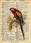 Scarlet Macaw Dictionary Page