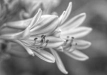 African Lily Flower Blossom