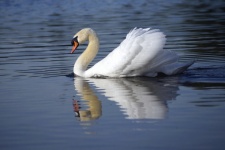Mute Swan Bird Photo