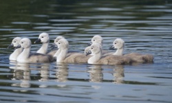 Swan Chick Duckling Birds