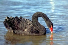 Swan Black Bird