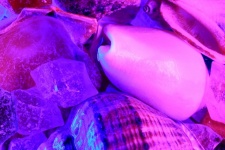 Shells In The Aquarium