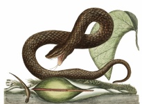 Snake Vintage Art Illustration