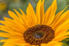 Sunflower Flower Blossom Bee
