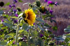 Sunflower Flowers Field