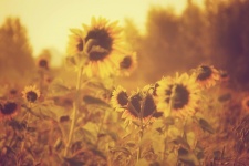 Sunflower Flowers Field