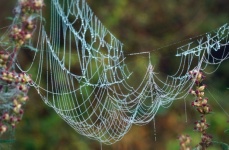 Spider Web Drop Plants