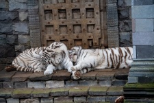 White Tiger, Mammal, Zoo