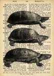 Tortoise Dictionary Page