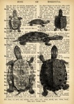 Turtle Dictionary Page
