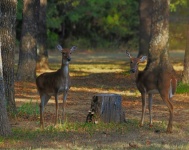 Two White-tail Deer