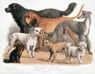 Vintage Old Illustration Dogs