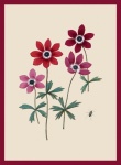 Vintage Anemone Flowers Poster