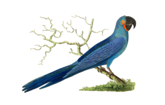 Vintage Blue Bird Parrot