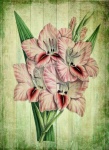Vintage Floral Art Gladiolus