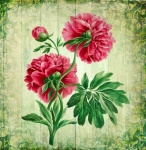 Vintage Floral Art Peony