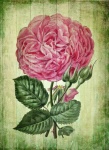 Vintage Floral Art Rose