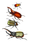Vintage Clipart Beetles Insects