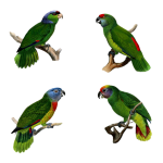 Vintage Clipart Parrot Bird