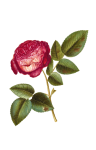 Vintage Clipart Rose Flower