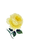 Vintage Clipart Rose Flower