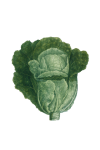 Vintage Clipart Lettuce Cabbage