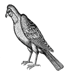 Vintage Drawing Of A Hawk