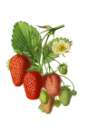 Vintage Strawberries Fruit