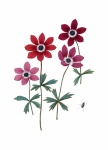 Vintage Flower Anemone Clipart