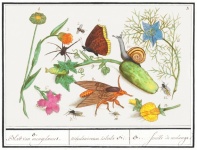Vintage Insects Flowers Art